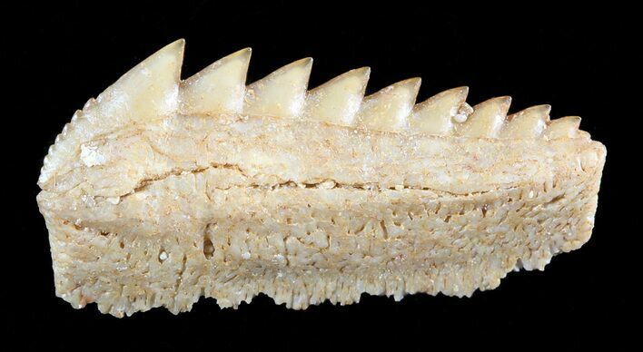Fossil Cow Shark (Hexanchus) Tooth - Morocco #50528